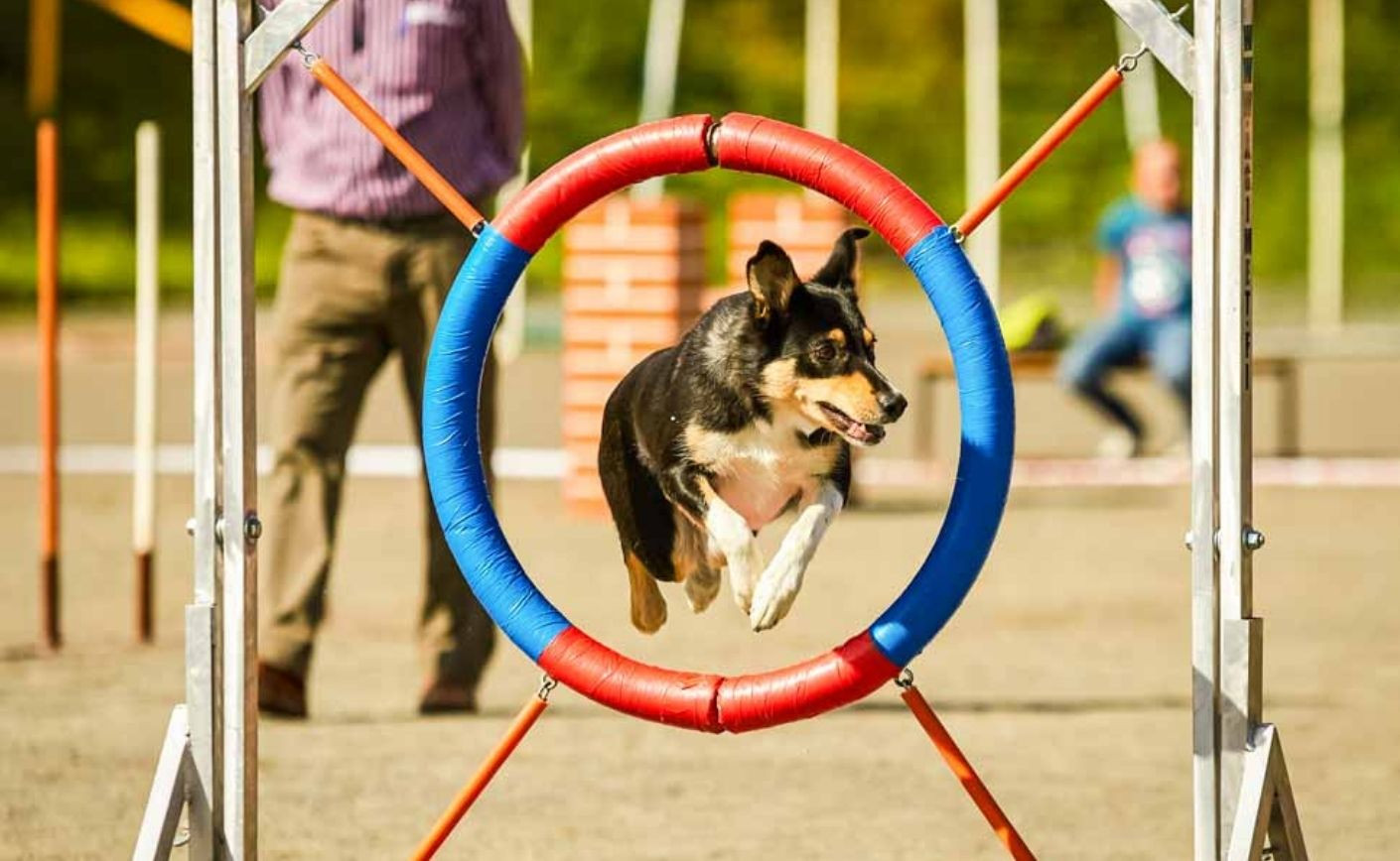 Come Allestire un Dog Park 